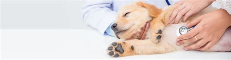 veterinarians in the villages florida|Emergency Vet The Villages .